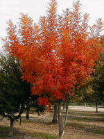 1211ChiPistache.jpg (402782 bytes)