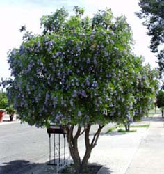 1211MountainLaurelTexas.jpg (23401 bytes)