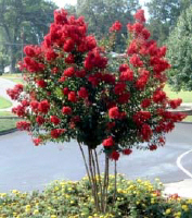 1211crapedynamitefullmaiin.jpg (42338 bytes)