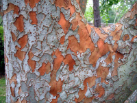 1211drakeelmbark.jpg (146610 bytes)