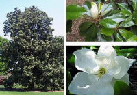 1211southern_magnolia_tree.jpg (94823 bytes)