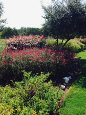 commercialFlower1.jpg (61002 bytes)