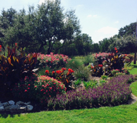 homePageFlowers2.jpg (422871 bytes)