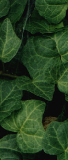 ivy2bShort.jpg (23732 bytes)